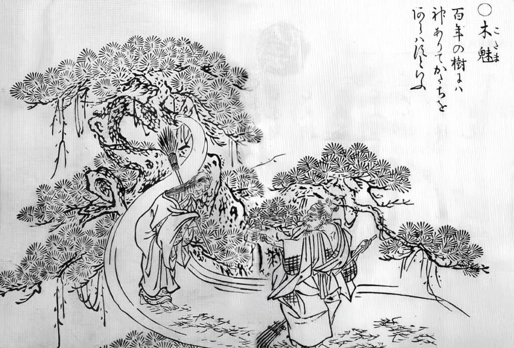 A kodama (left) as it appears in Sekien's Gazu Hyakki Yagyō.