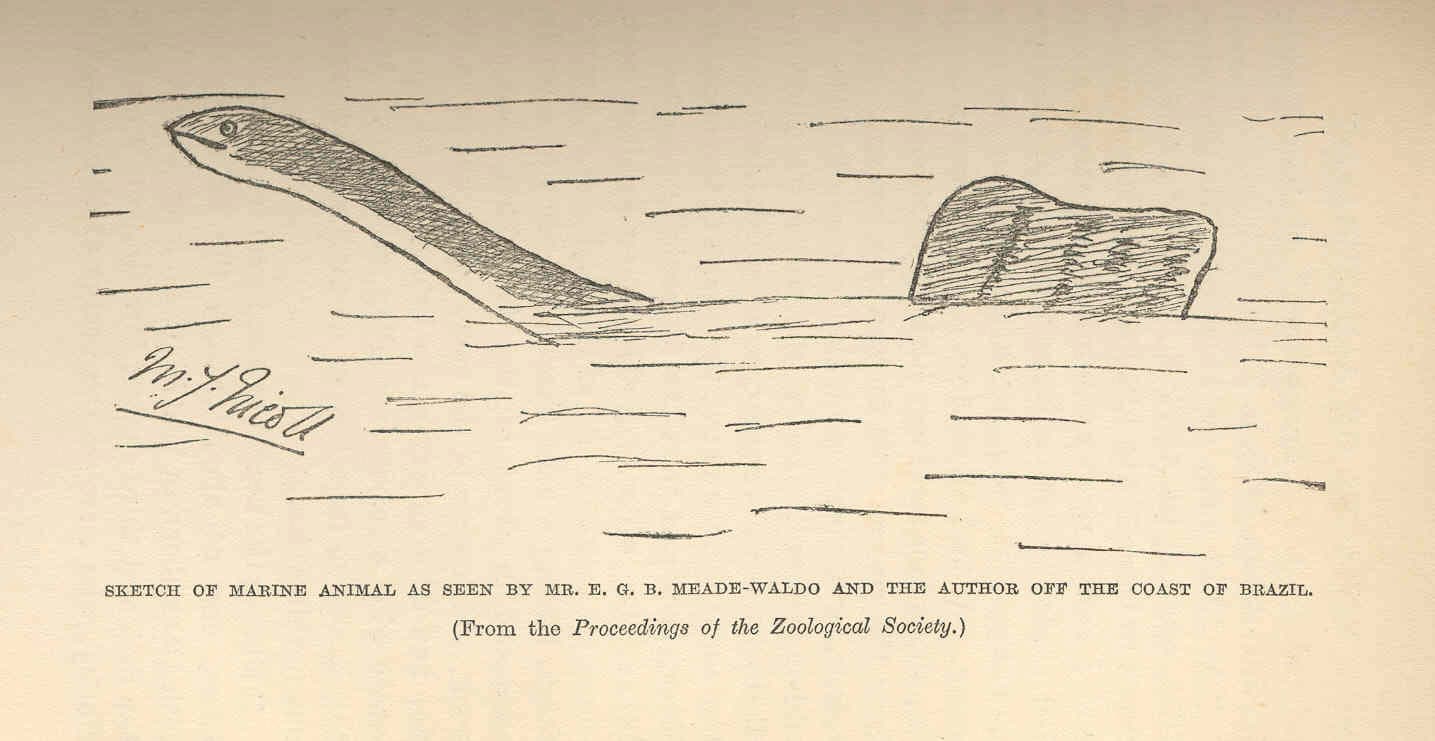 HMS Valhalla Sea Monster