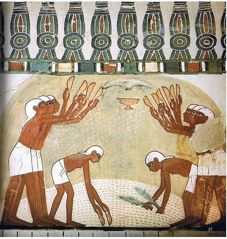 Ancient Egyptian Farmers who process grains wearing white headdresses and shendyt (loincloth). Detail from mural in the civil servant Nakhts Tombs TT52 from the 1400s BC, located at Valley of the Kings On the other side of ancient times Thebes, today's Luxor.