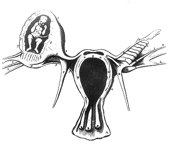 Ectopic