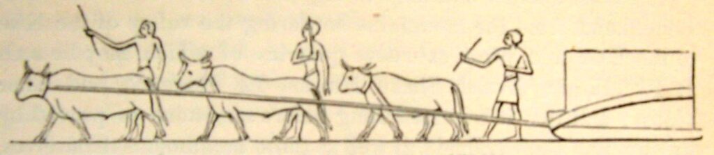 Transporting ashlar using oxen Maasara quarries XVIIIth dynasty