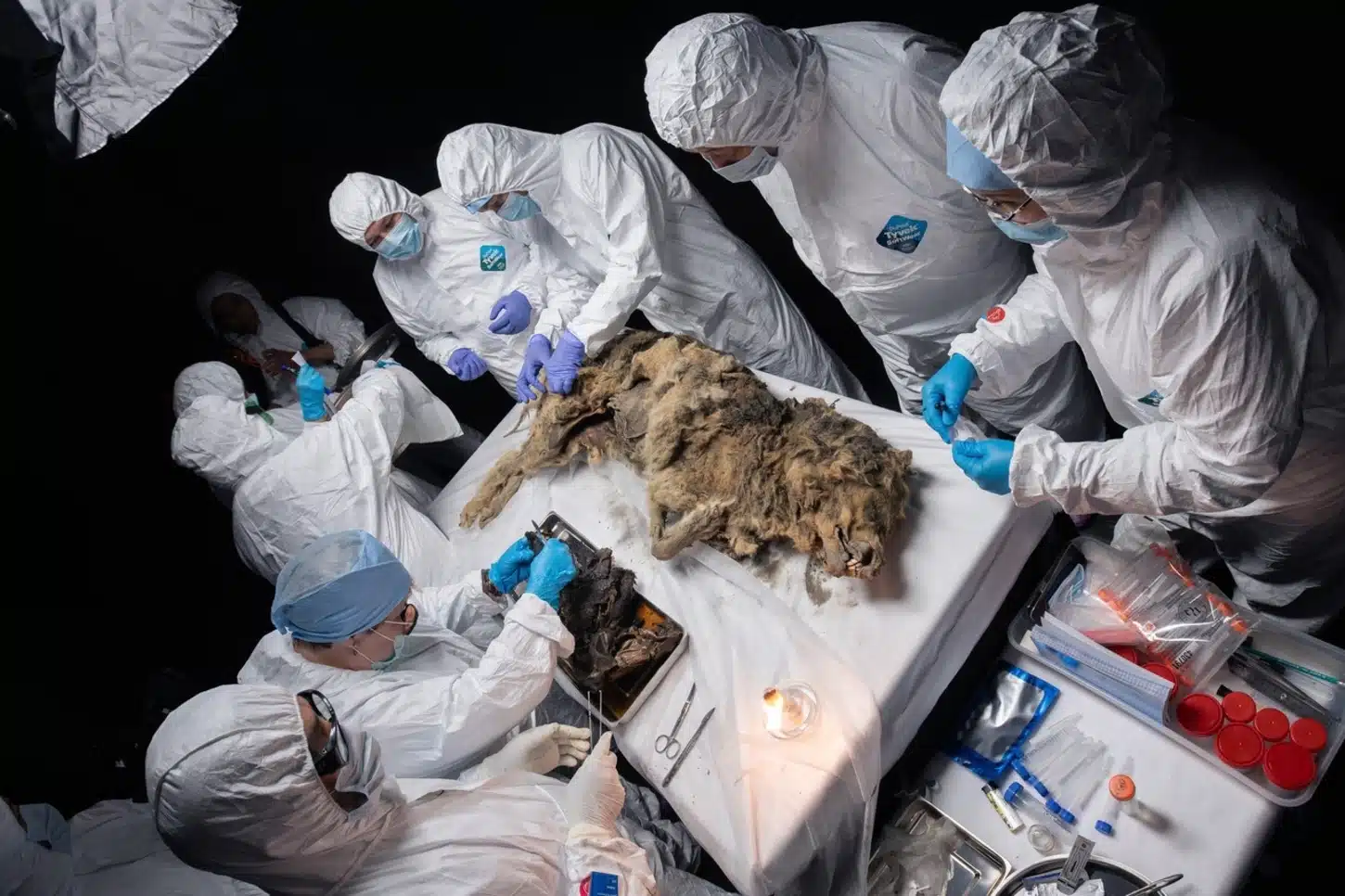 44000-Year-Old Mummified Wolf Discovered Well-Preserved