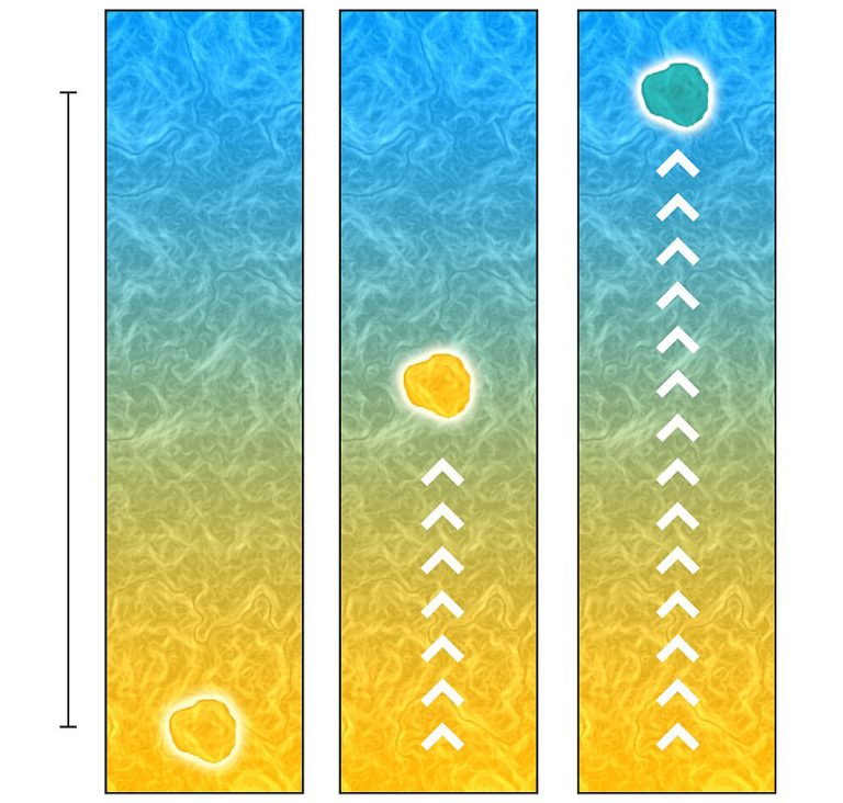 The mixing length theory describes how far a lump of gas or plasma rises