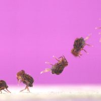 Springtails: Tiny Animal Does Hundreds of Somersaults in Record Time