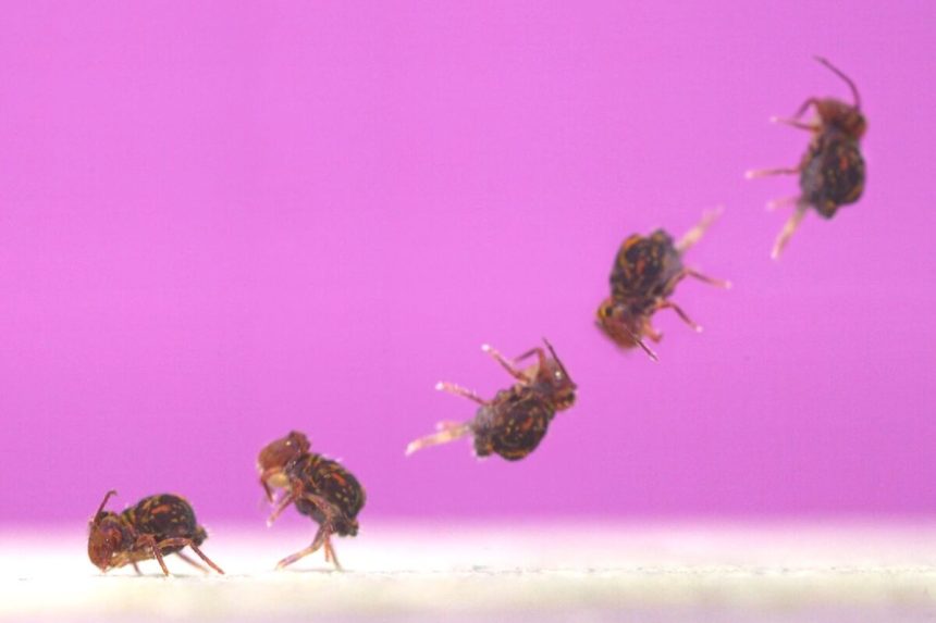 Springtails: Tiny Animal Does Hundreds of Somersaults in Record Time