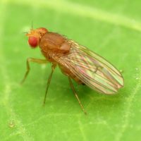 Fruit Fly Drosophila immigrans