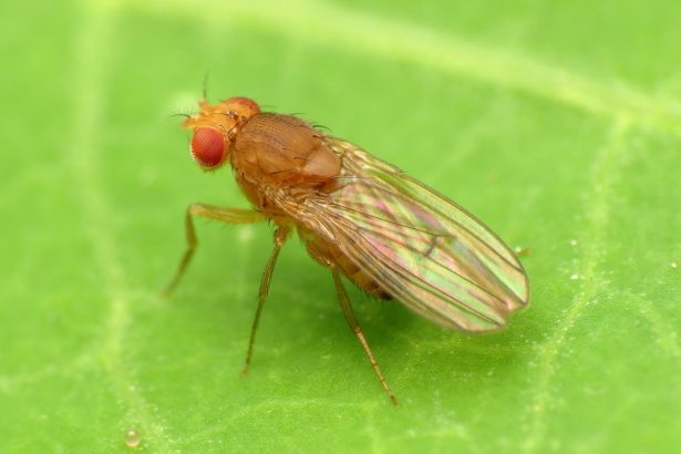 Fruit Fly Drosophila immigrans