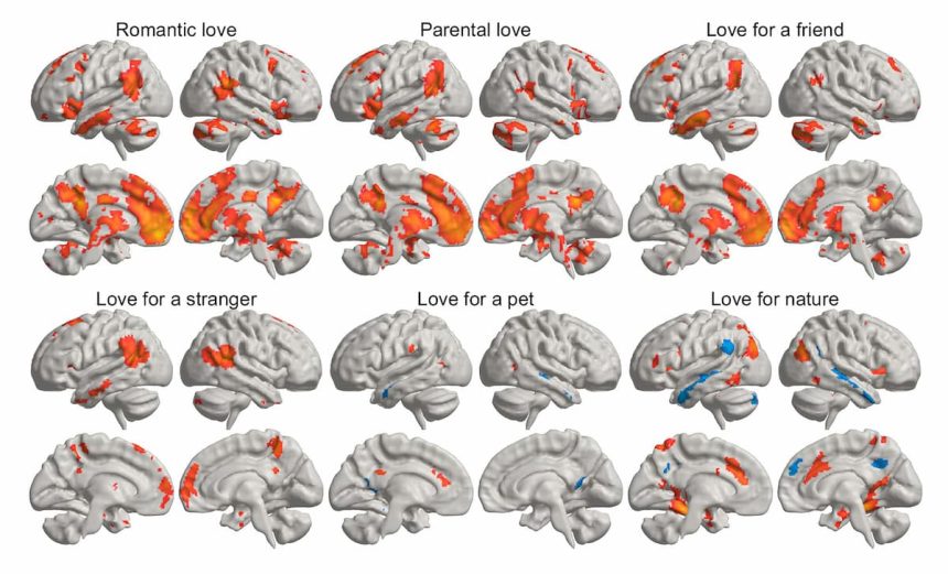 brain love