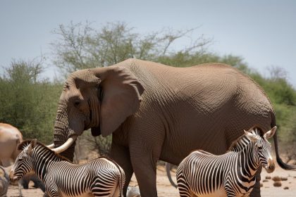 Wild animals in a national park in Namibia