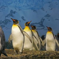 Penguins Walking on Brown Surface