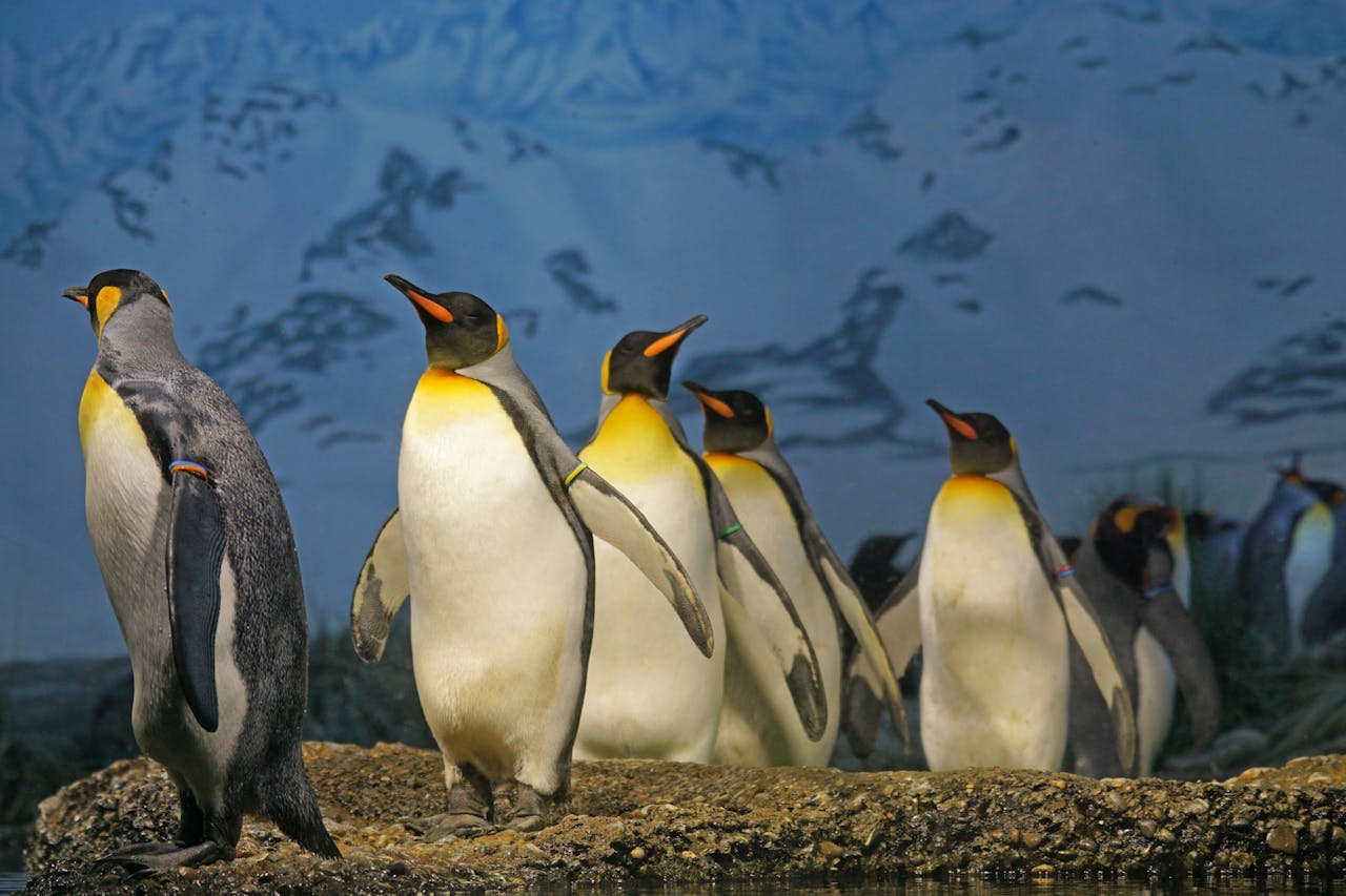 Do Penguins Have Knees?