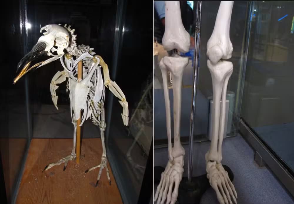 penguin skeleton. On the right, human leg bones