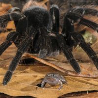 A frog and a tarantula make good housemates