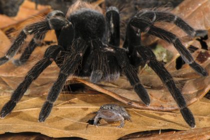 A frog and a tarantula make good housemates