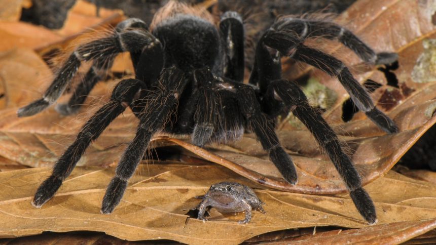 A frog and a tarantula make good housemates