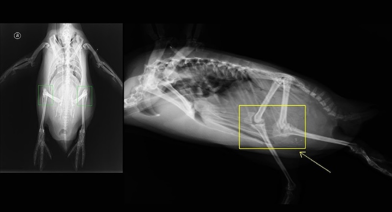 X-ray images show what penguin knees look like