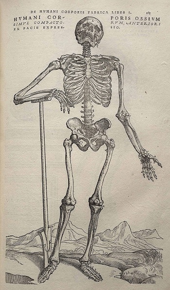 Image from Andreas Vesalius' De humani corporis fabrica (1543), page 163