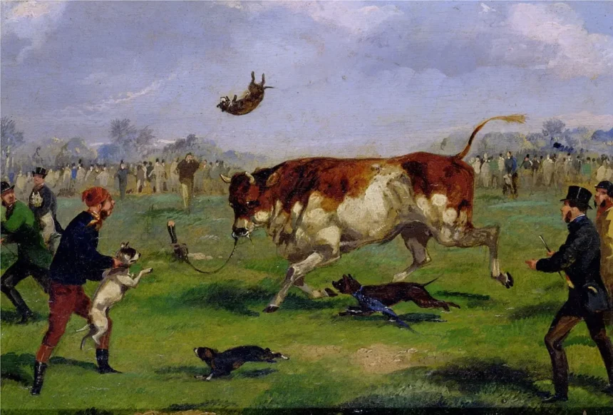 Bull-baiting in the 19th century, painted by Samuel Henry Alken.