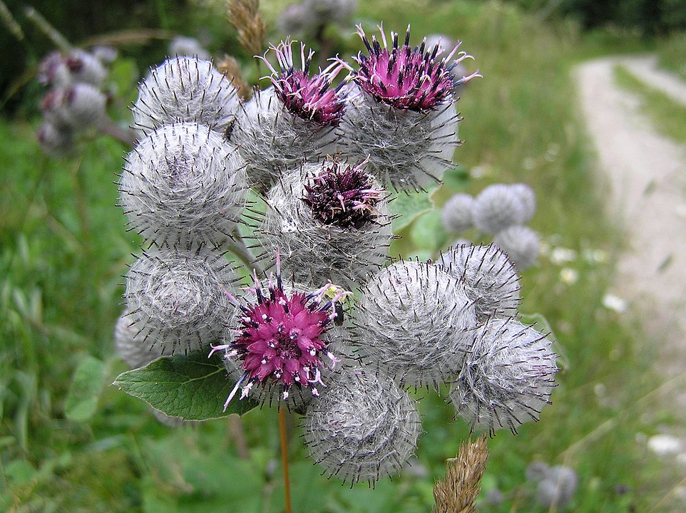 Burdock – Arctium tomentosum