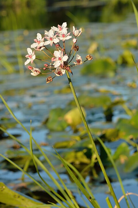 Butomus umbellatus - flowering rush