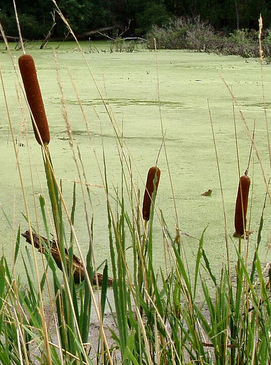 Cattail