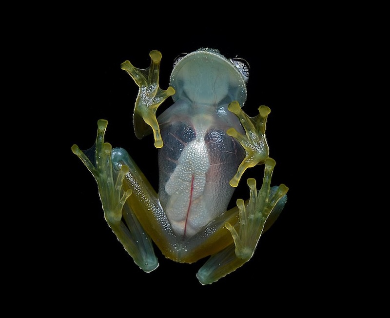 Characteristic ventral view of a "glass frog" (Cochranella pulverata).