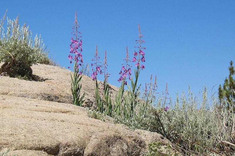 fireweed rosebay willowherb