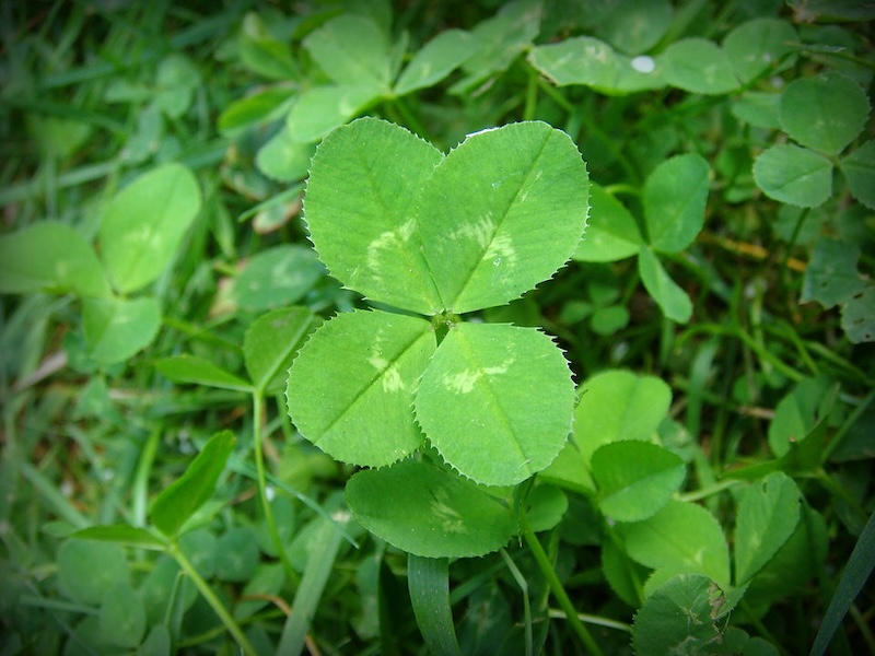 Four-leaf white clover (Trifolium repens)