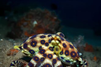 Large blue-ringed octopus