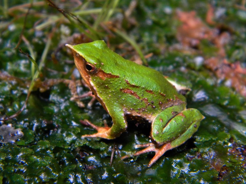 Male Darwin's Frog