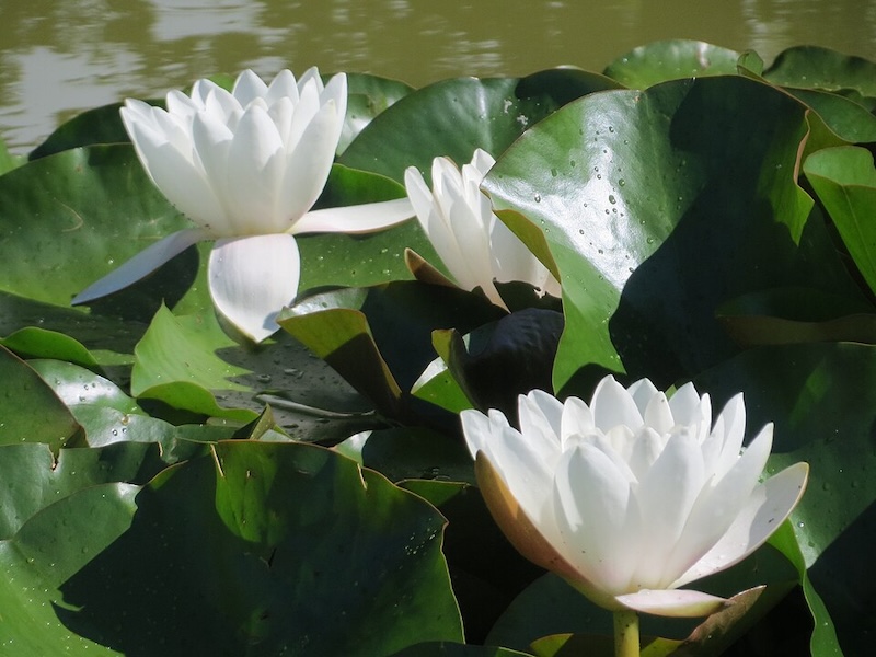 Nymphaea alba, the white waterlily, European white water lily or white nenuphar