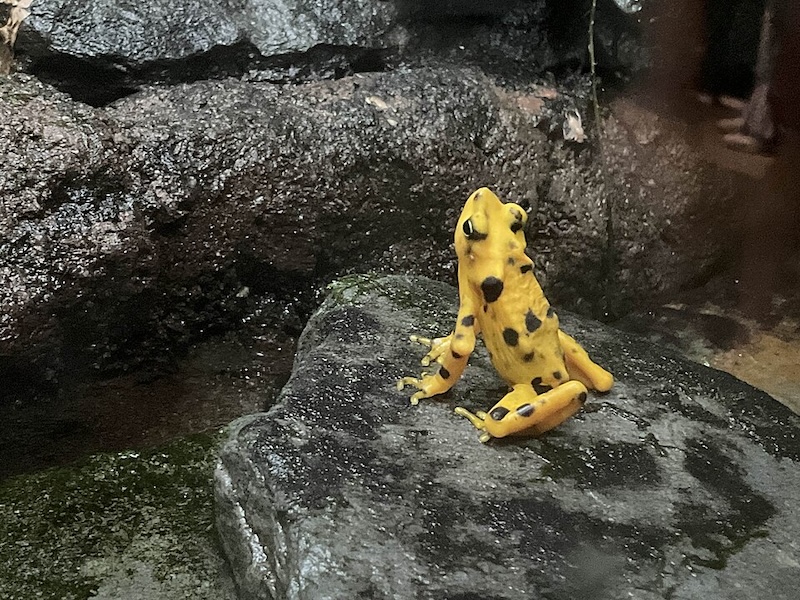 Panamanian golden frog (Atelopus zeteki)