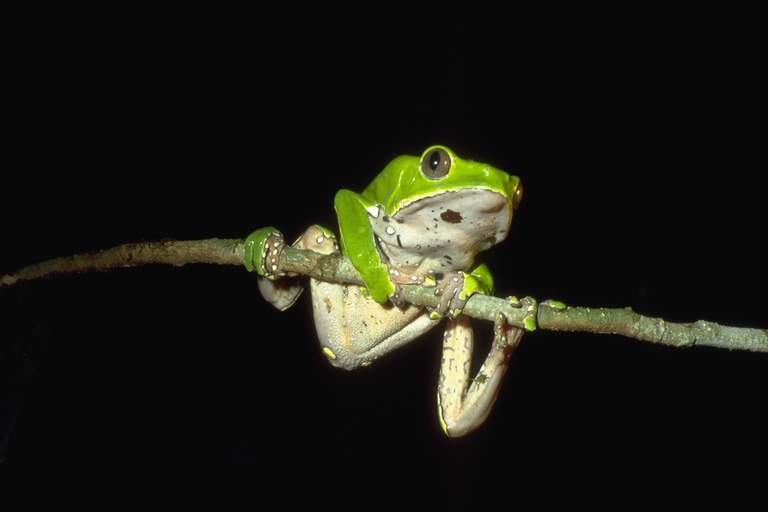 Phyllomedusa bicolor, the giant leaf frog, bicolor tree-frog, giant monkey frog, or waxy-monkey treefrog