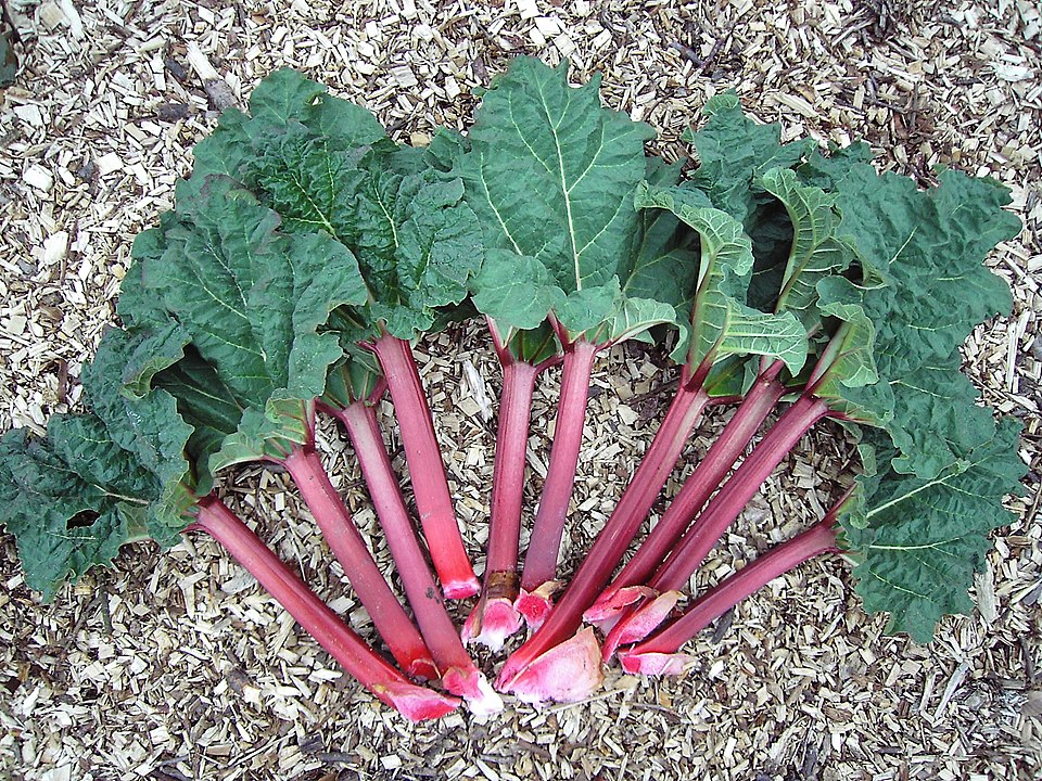 Rheum rhabarbarum leaves and shafts