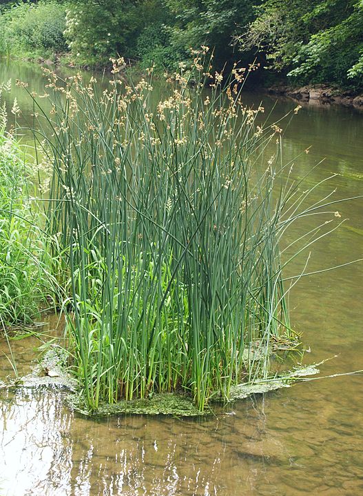 bulrush genus Schoenoplectus.