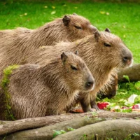 Capybaras