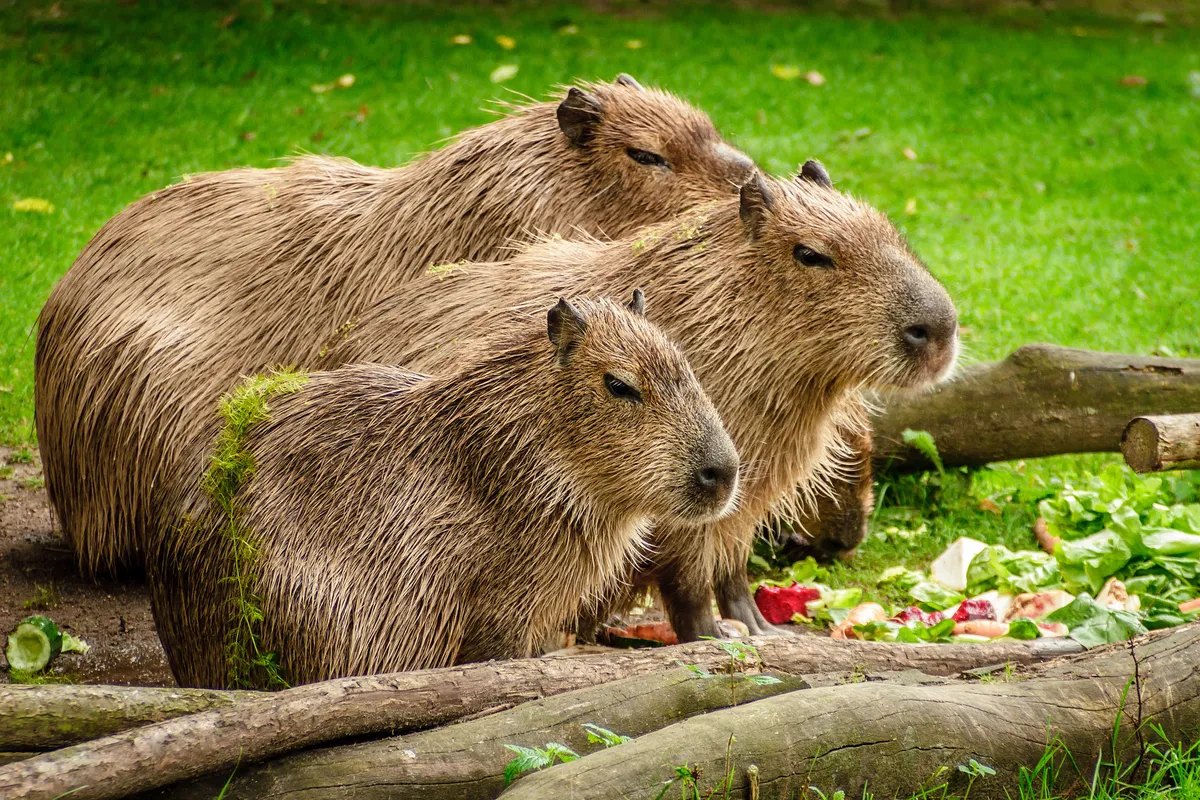 Capybaras