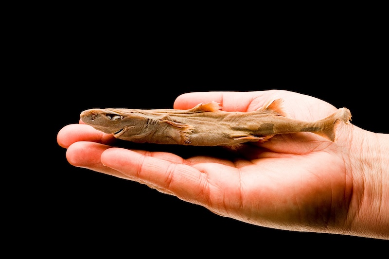 dwarf lanternshark