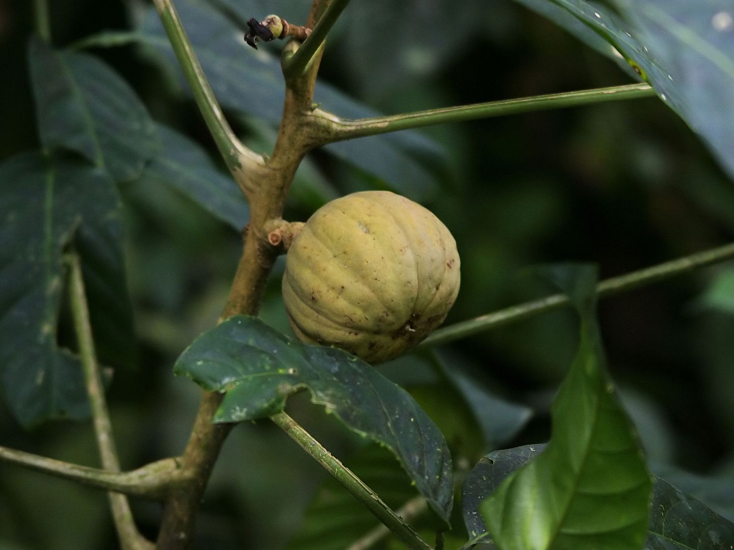 6 Incredible Things Plants Can Do