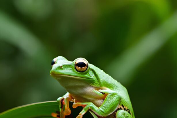 Tree frog