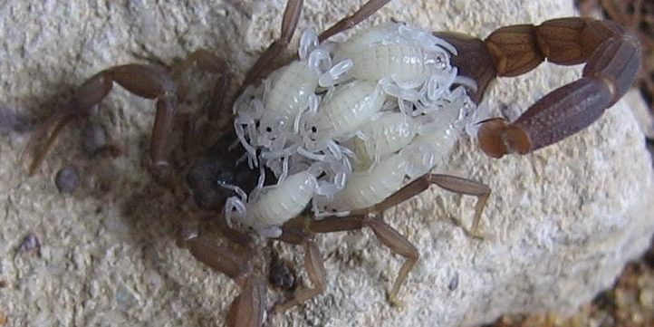 Female scorpion with cubs.