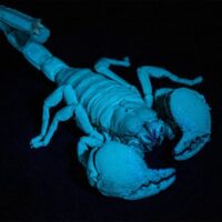 The emperor scorpion fluoresces in ultraviolet light