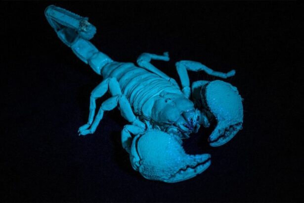 The emperor scorpion fluoresces in ultraviolet light