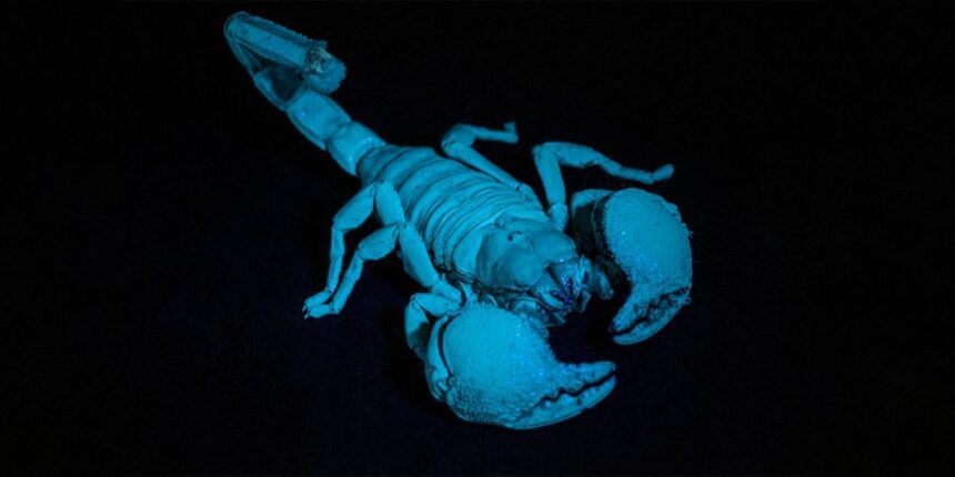 The emperor scorpion fluoresces in ultraviolet light