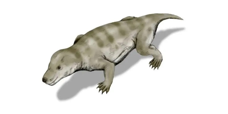 cynodont of the genus Trirachodon