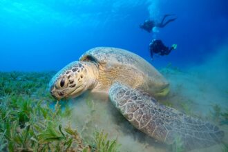 diver-sea-diving-under-water