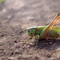 green grasshopper on gray ground during daytime