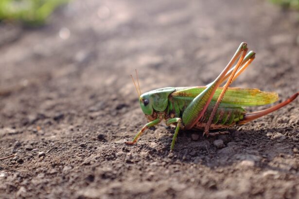 green grasshopper on gray ground during daytime