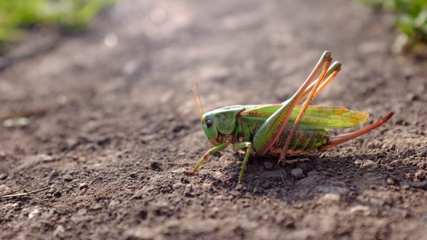 green grasshopper on gray ground during daytime