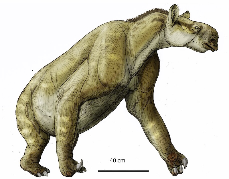 Life restoration of C. brevirostris